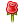 rose.png